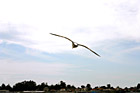 Seagull Flying photo thumbnail