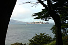 Alcatraz Between Trees photo thumbnail
