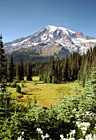 Flowers, Field, & Mount Rainier photo thumbnail