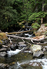 Scenic Creek in Forest photo thumbnail