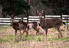 Close up of Three Deer photo thumbnail