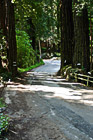 Road Between Trees with Shadows photo thumbnail