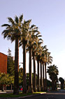 Row of Palm Trees in San Jose photo thumbnail