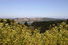 Bay Area Landscape Scene photo thumbnail