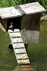 Duck in a Duck House photo thumbnail