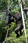 Two Climbing Gorillas photo thumbnail