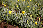 Close up of Yellow Daffodils photo thumbnail