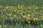 Daffodils in Farm Field photo thumbnail