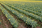 Rows of Farm Crop with Daffodils photo thumbnail