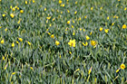 Daffodil Flowers Close Up photo thumbnail