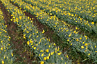 Rows of Daffodils on Farm Field photo thumbnail