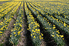 Rows of Daffodils photo thumbnail