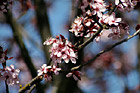 Close up of Spring Flowers in Bloom on Tree photo thumbnail