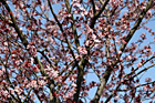 Spring Tree in Blossom photo thumbnail