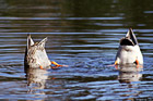 Two Ducks Diving Under Water photo thumbnail