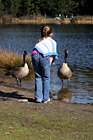 Girl Feeding Geese photo thumbnail