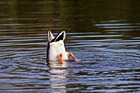 Upside Down Duck Searching for Food photo thumbnail