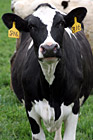 Black & White Spotted Cow photo thumbnail