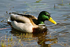 Duck Sitting in Lake photo thumbnail