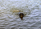 Black Lab Swimming photo thumbnail