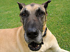 Great Dane's Face Close Up photo thumbnail