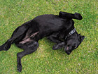 Black Lab Rolling Over on Back photo thumbnail