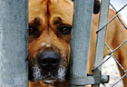 Close Up of a Dog's Face photo thumbnail