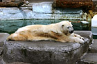 Polar Bear photo thumbnail