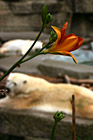 Red Flower With Bear in Background photo thumbnail