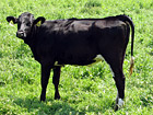Black Cow photo thumbnail