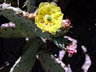 Cactus Flower in Arizona photo thumbnail