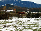 Cow Standing Alone photo thumbnail