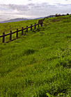 Bright Green Grass & Fence in Palo Alto photo thumbnail