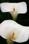 Close Up of White Arum Lily Flowers photo thumbnail