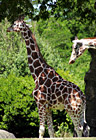 Two Giraffes photo thumbnail