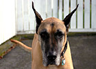 Great Dane Looking Into Camera photo thumbnail