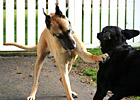 Playful Great Dane photo thumbnail