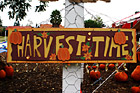 Harvest Time Sign photo thumbnail