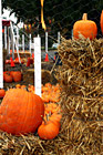 Pumpkins on Hay photo thumbnail