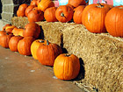 Line of Pumpkins photo thumbnail