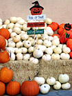 Trick or Treat Pumpkins photo thumbnail