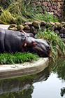 Sleepy Hippo photo thumbnail