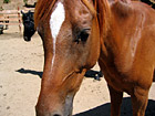 Horse Close Up photo thumbnail