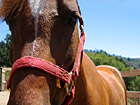 Horse Close Up of Face photo thumbnail