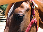 Close Up of Brown Horse Face photo thumbnail