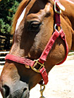 Long Horse's Face photo thumbnail