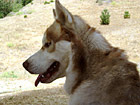Profile of a Husky photo thumbnail