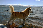 Husky in Lake Tahoe photo thumbnail