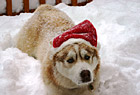 Christmas Husky Dog photo thumbnail