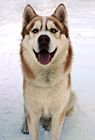 Husky Dog Sitting in Snow photo thumbnail